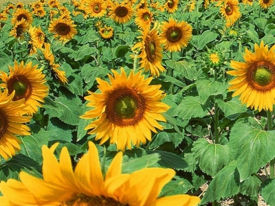 牙簽向日葵什么時(shí)候發(fā)芽，什么時(shí)候開花？