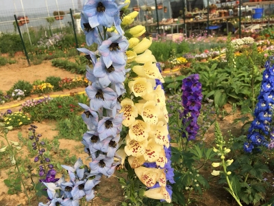 毛地黃什么時候開花，花期有多久？