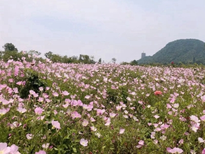 美麗月見草種子幾天發芽，多久開花？