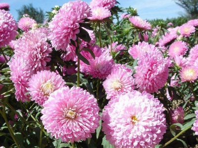 茼蒿菊種子可以去哪兒批發？