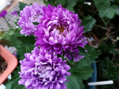 翠菊幾天發(fā)芽多久開花？
