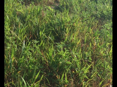 糖蜜草怎么種植，具體的種植步驟