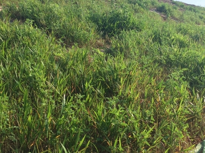 糖蜜草種子的發芽開花時間