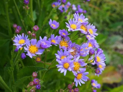 紫菀種子的發芽開花時間