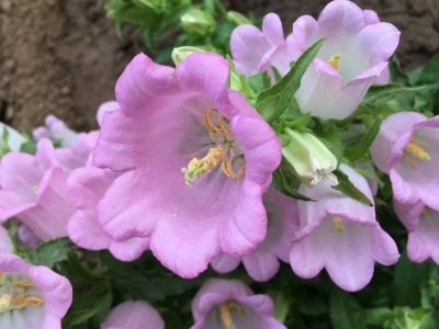 風(fēng)鈴花的寓意是什么？