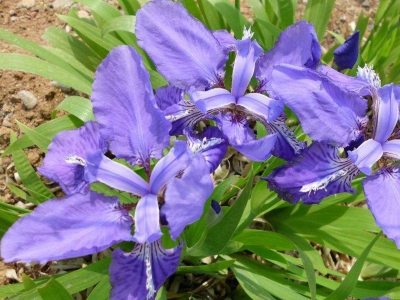 馬蘭花的花語是什么？