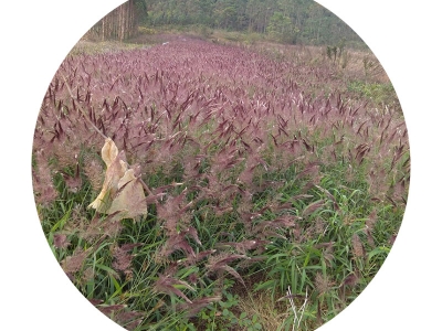 糖蜜草花朵枯萎是因為什么？如何處理？