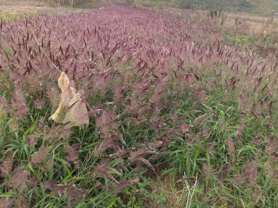 糖蜜草的特點有什么？