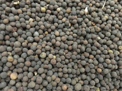 毛苕子的種植方法