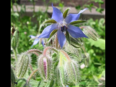 琉璃苣幾天發芽
