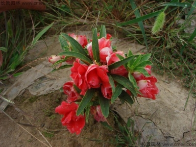 長春花壽命幾年