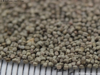 矮雪倫種子什么時(shí)候播種