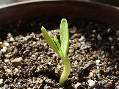 銀合歡什么時候開花?