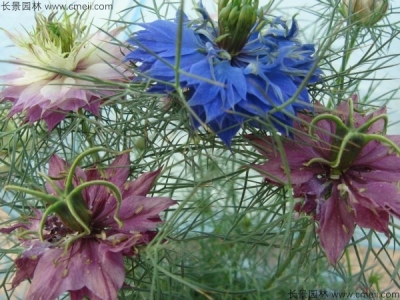 波斯寶石幾天發芽？