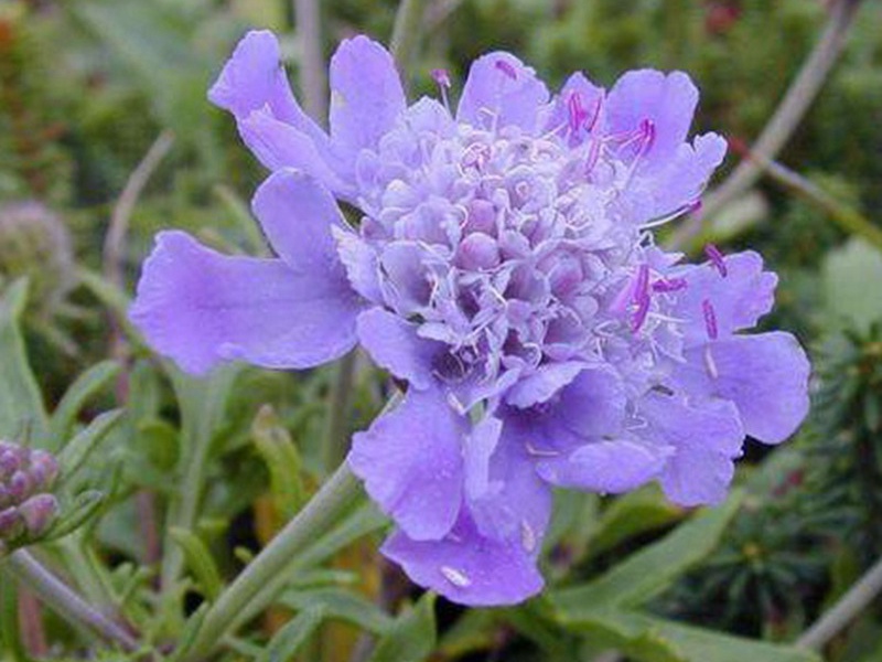 輪峰菊