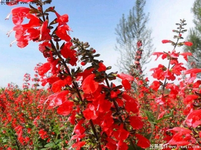 紅色鼠尾草的養(yǎng)殖方法和注意事項(xiàng)