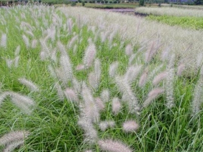 東方狼尾草種子幾天發芽？