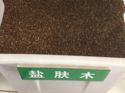 鹽膚木種子的播種季節？