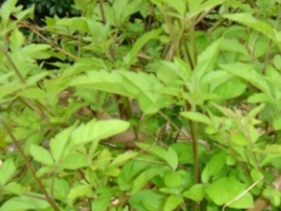 黃荊種子能發芽嗎
