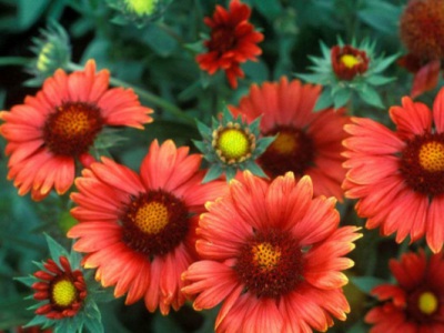 天人菊種子什么溫度發(fā)芽最好？
