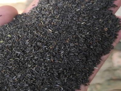 黑心菊種子什么時候成熟？