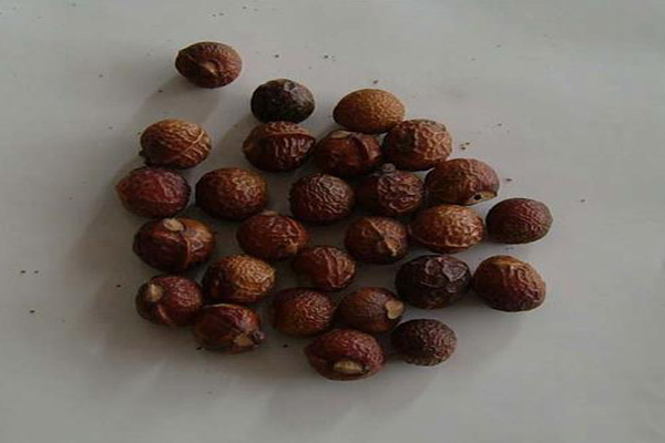 無患子種子1.jpg