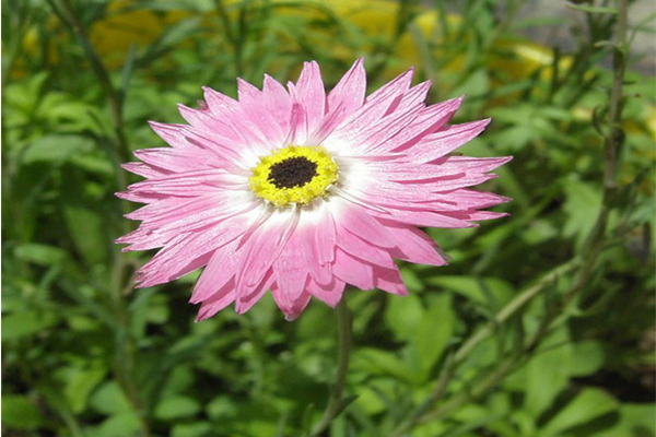 永生菊2 .jpeg