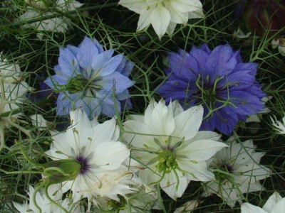 波斯寶石花冬天開花嗎？