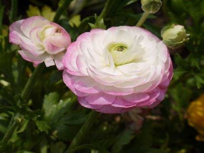 花毛茛幼苗多少錢？