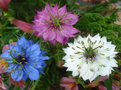 波斯寶石開花嗎？