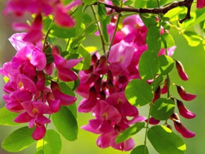紫穗槐種子種植可以直接播種嗎？