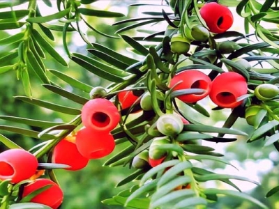 6月可以種植紅豆杉種子嗎？