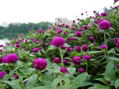 千日紅種子播種之后多久會(huì)開花？