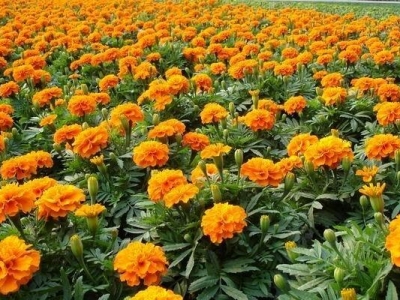 孔雀草種子撒下去多久能開(kāi)花？