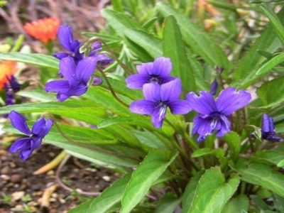 紫花地丁種子到開(kāi)花多久？