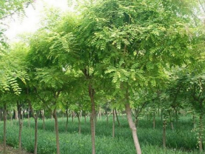 紫穗槐種子什么時(shí)候成熟？