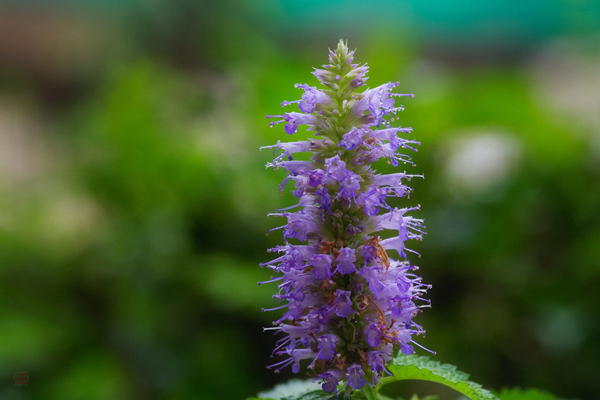 霍香花2.jpg