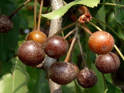 杜梨種子催芽幾天出芽？