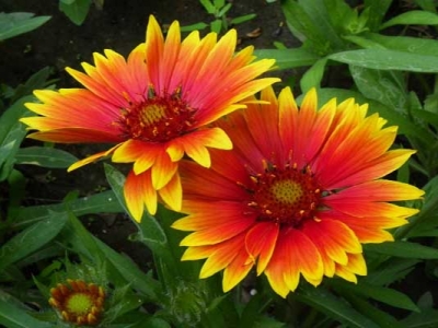 天人菊種子幾天發(fā)芽？