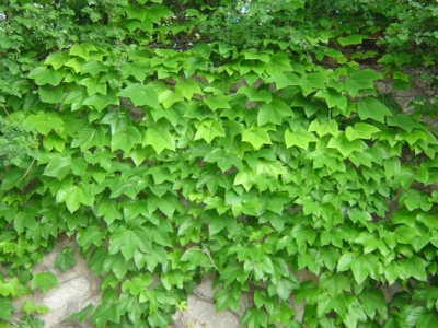 爬山虎種子幾天發芽？