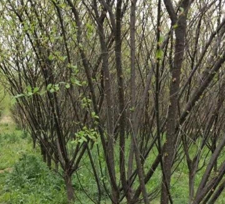 榆葉梅