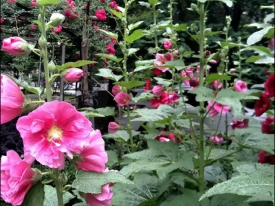 蜀葵幾天發芽