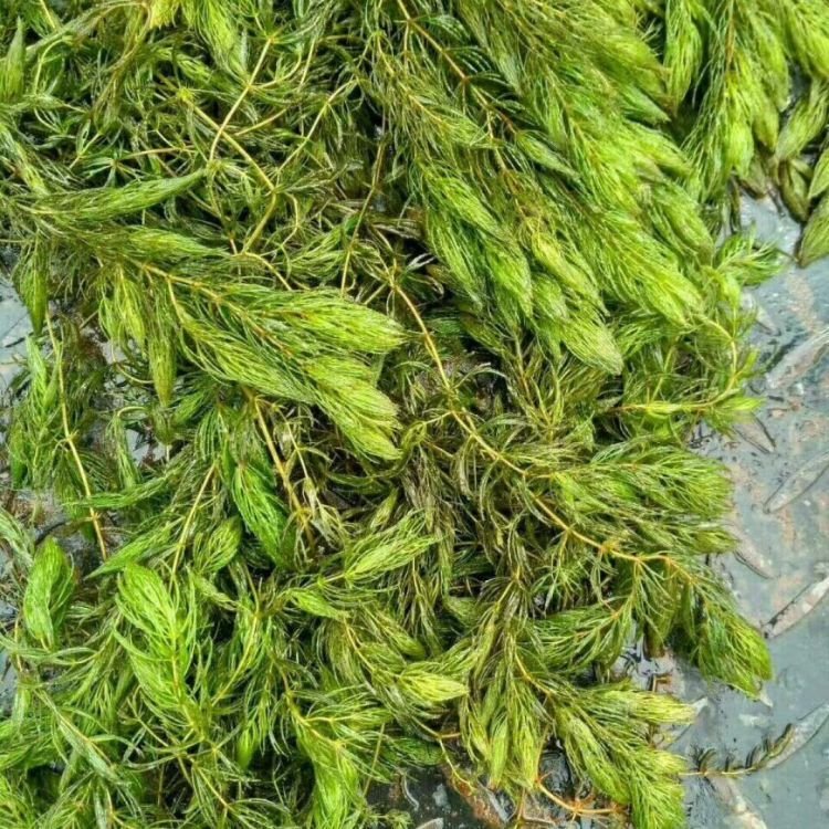 金魚藻
