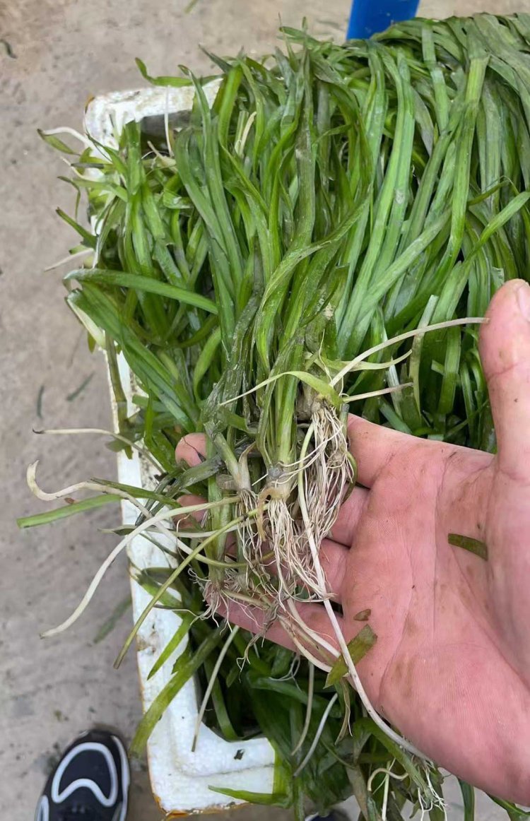 沉水植物苦草