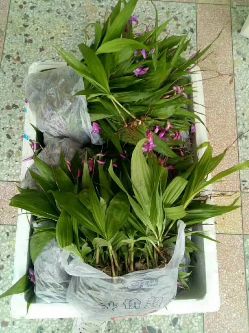 白芨種苗