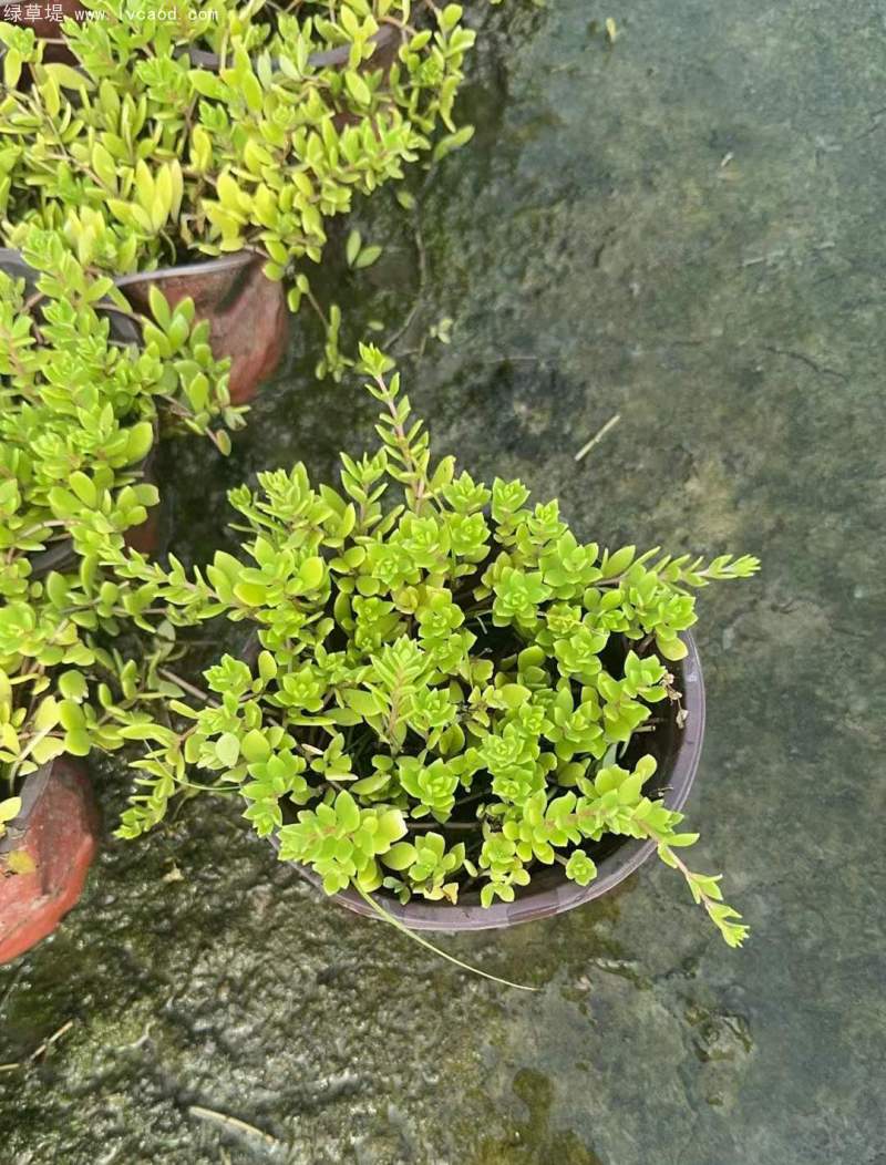 垂盆草