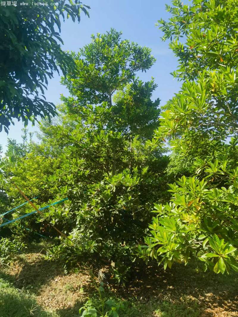 杜英樹