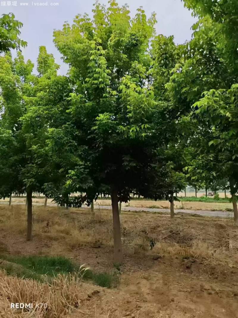 復葉槭