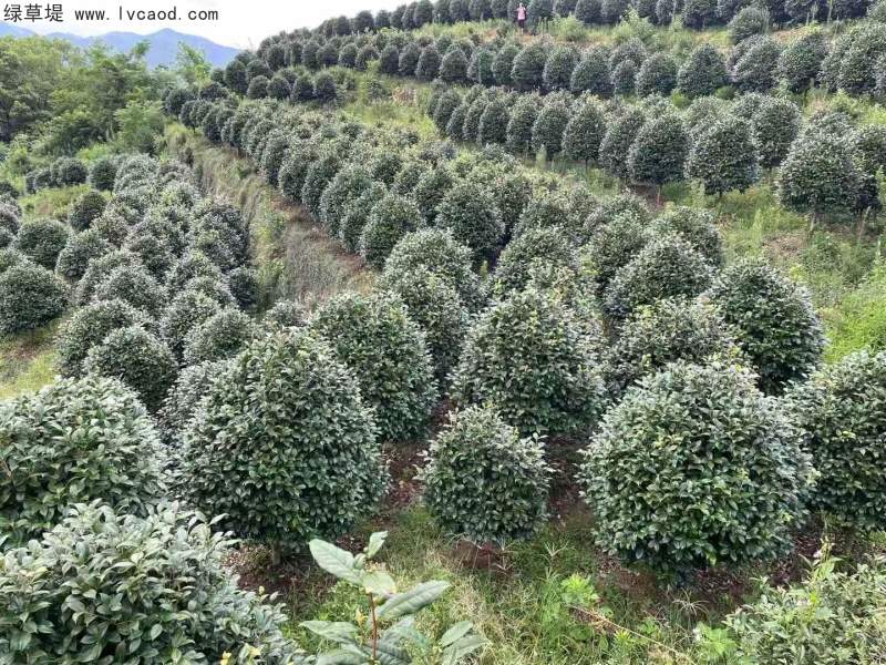 茶花