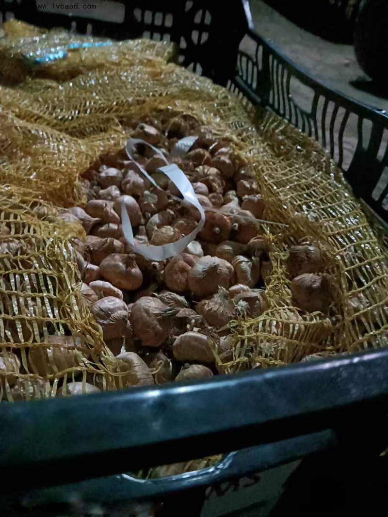 唐菖蒲種球